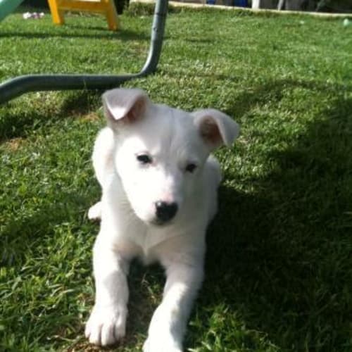 ** Adoption Pending **Sparky