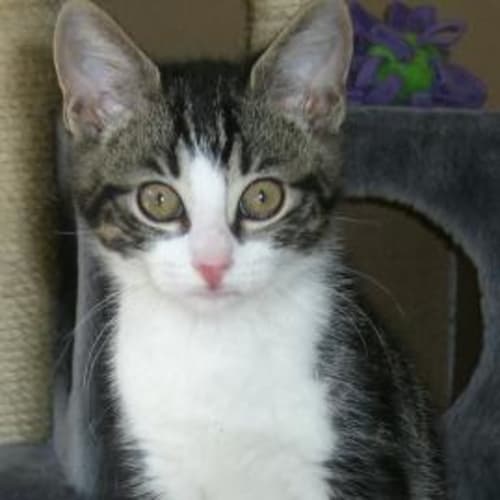 No photo for Ceasar And Sam *Adoption Pending*