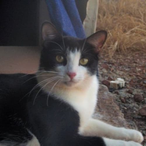 No photo for Heidi (C1477)*Adopted*