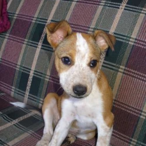 No photo for Ali (D1673) *Adopted*