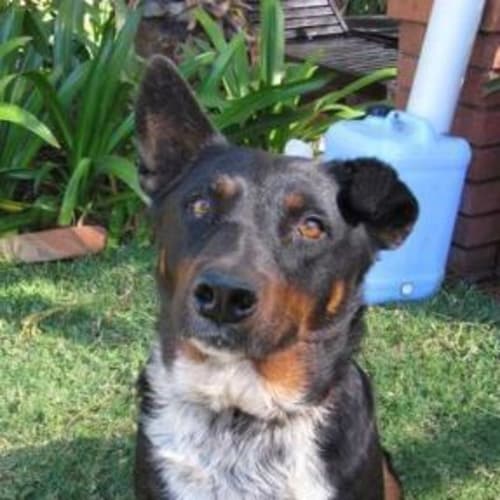 No photo for Sheeba (D1674) *Adopted*