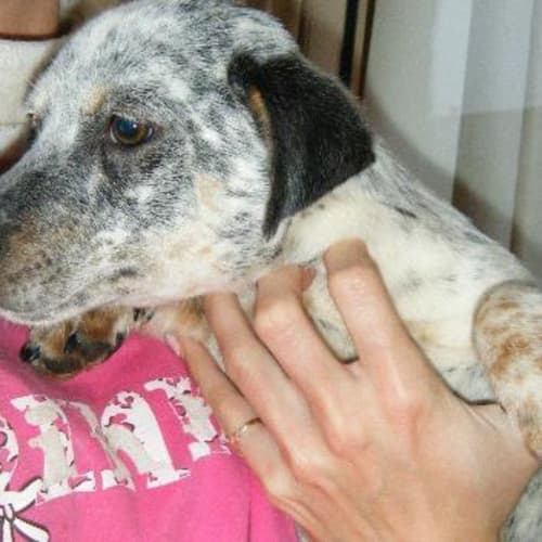 Pepper- Adoption Pending