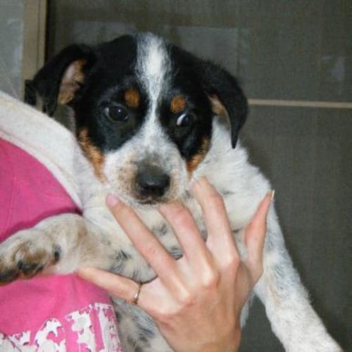 Benji- Adoption Pending