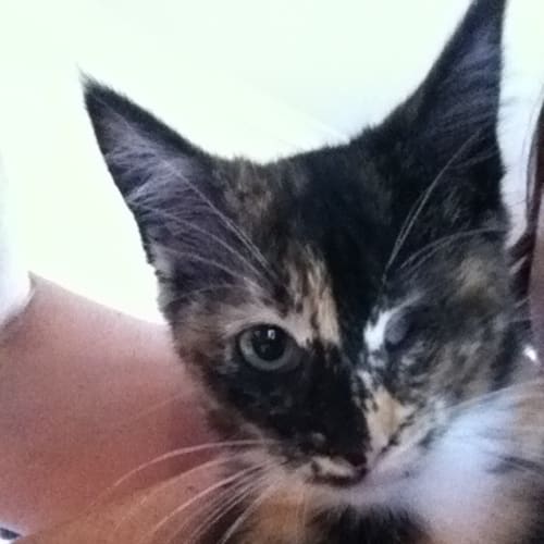 No photo for *On Trial With My New Family* Caramel