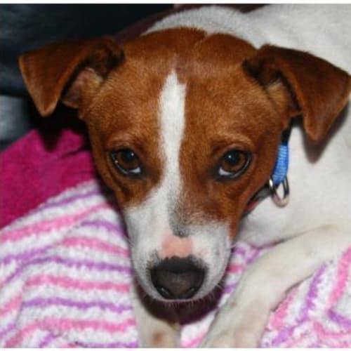 No photo for Frankie