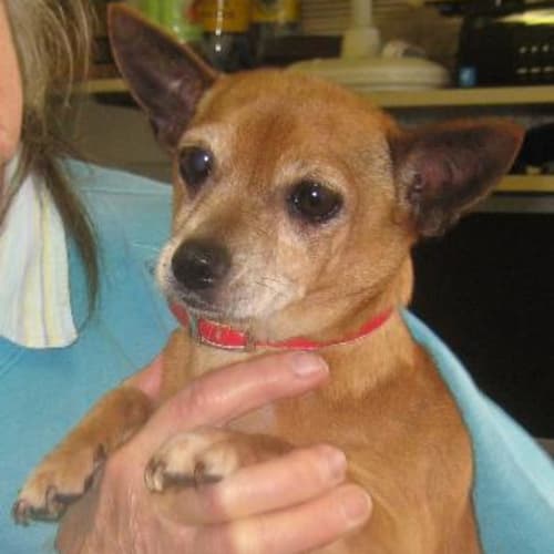 No photo for Gypsy   On Hold