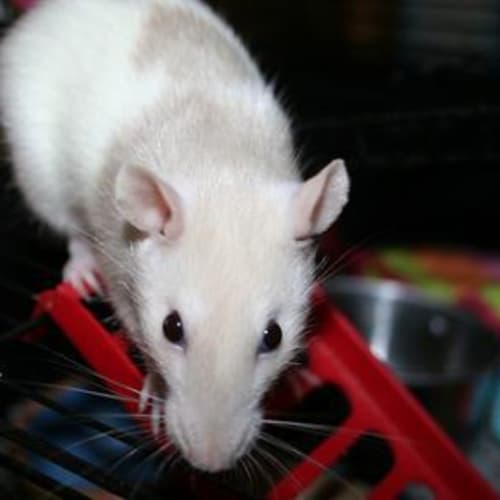 No photo for 'Pookie And Boo'   2 X Female Rats