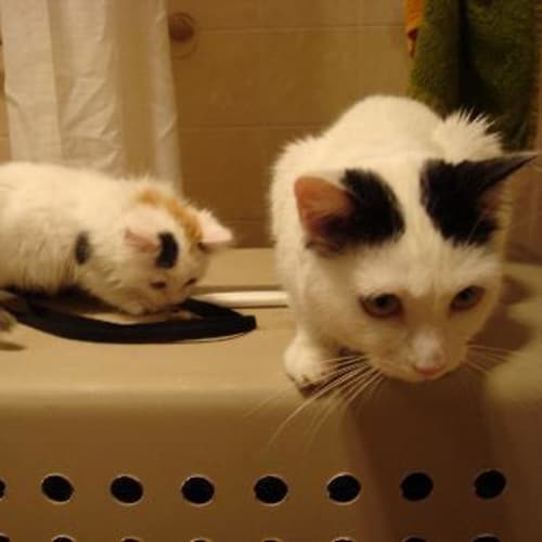 No photo for Panda (On Trial)