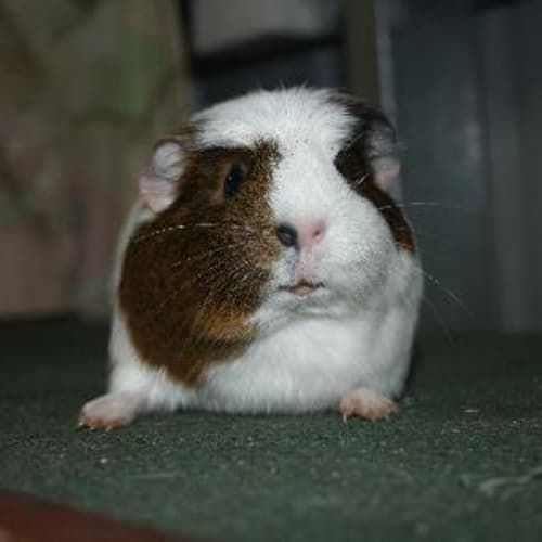 Coco