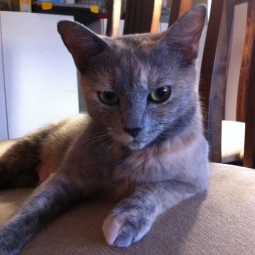 No photo for Angel*On Trial With My New Dad*