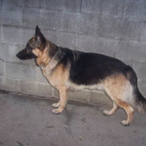 No photo for Buddy On Trial With His New Family
