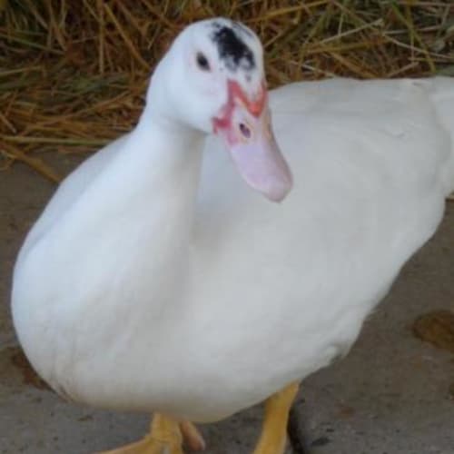 No photo for Daffy