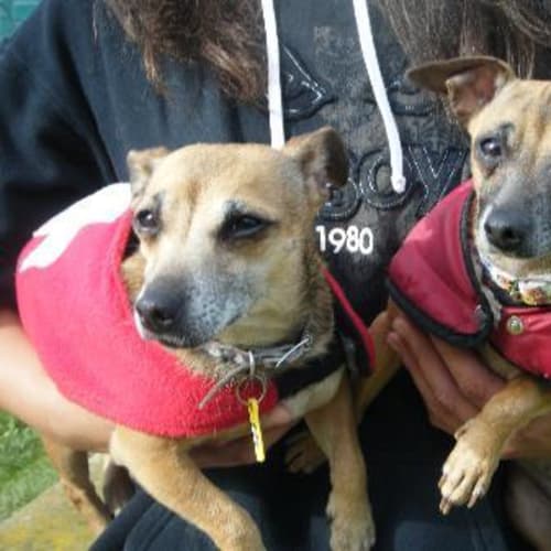 No photo for Bella & Penny