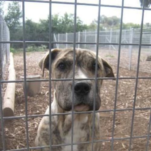 No photo for Cleopatra