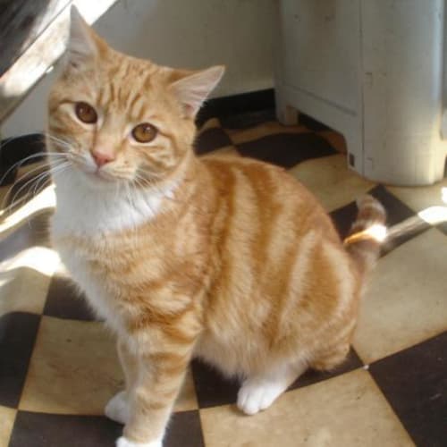 No photo for ** Redmond (Super Cute)