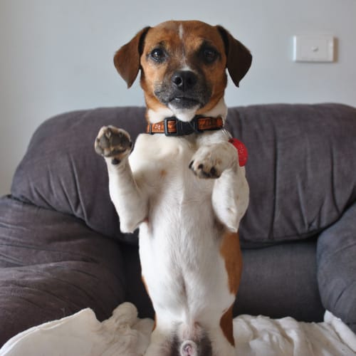 No photo for Snoopy..See Me Beg!!! I Am Cute...