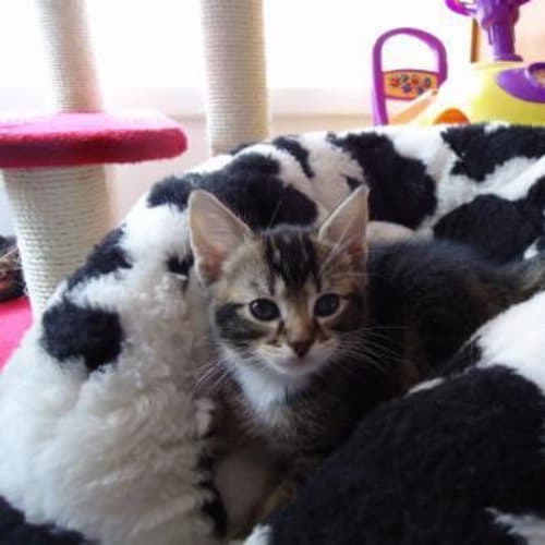 No photo for Britney