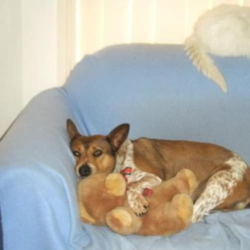 No photo for Indy On Trial