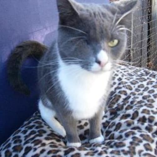 No photo for Isabella (One Eyed Girl)   Urgent Carer Or Home