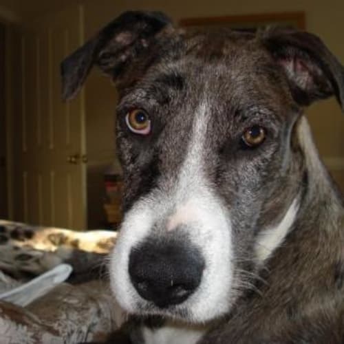 No photo for Evie Is Trying A New Home!