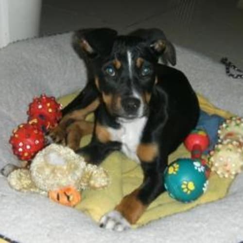 No photo for Cody On Hold