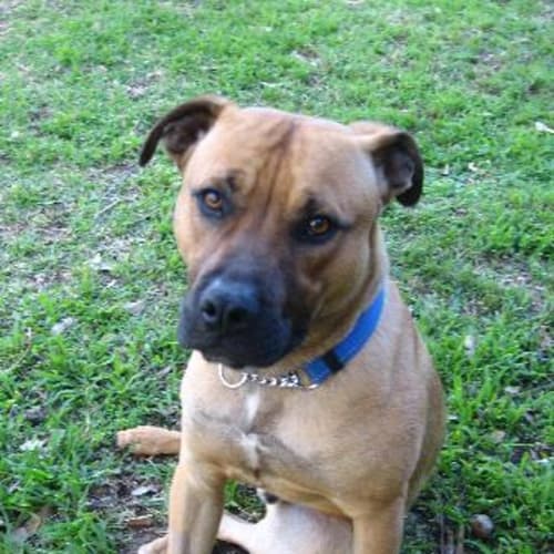 No photo for **Adoption Pending** Jax