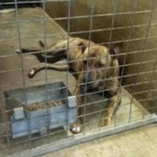 No photo for Impound: Missy