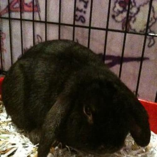 No photo for ** Adoption Pending** Pepsi   Lop Ear