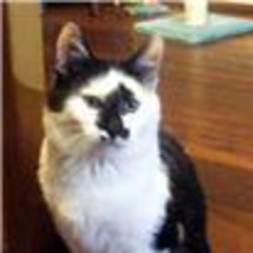 No photo for ** Adoption Pending ** Charlie