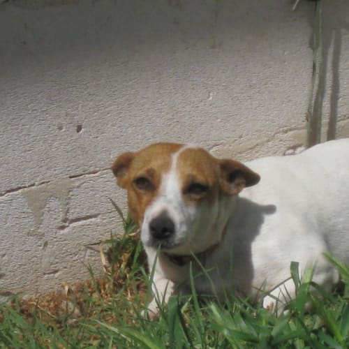 Nellie