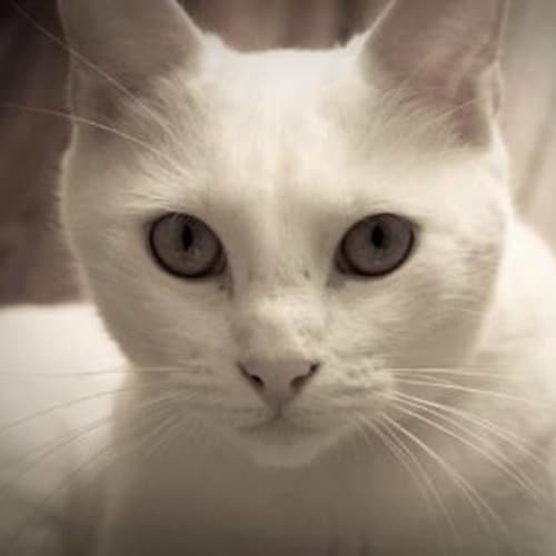 No photo for **Adoption Pending** Bella