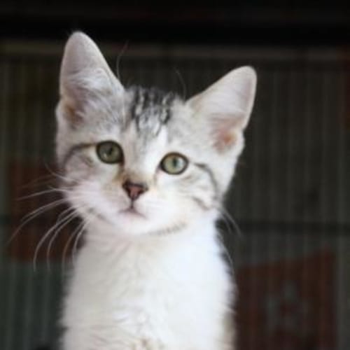 No photo for Litter Of 3 Kittens