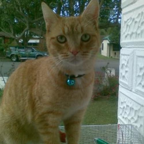 No photo for Garfield  Urgent Moving