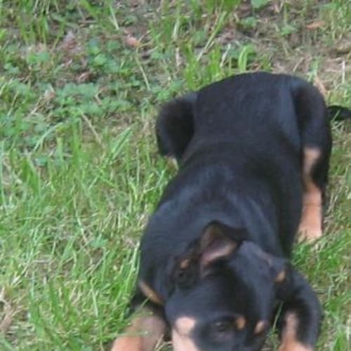 No photo for Terra **Adopted**