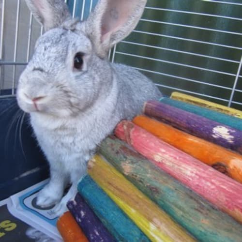 No photo for Pickles