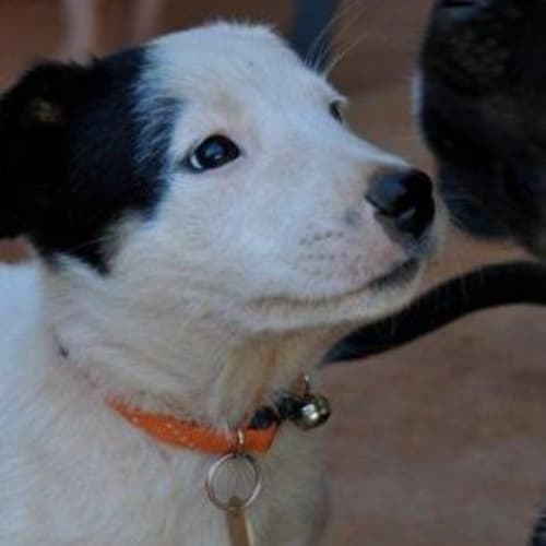 No photo for Diva (D1659) *Adopted*