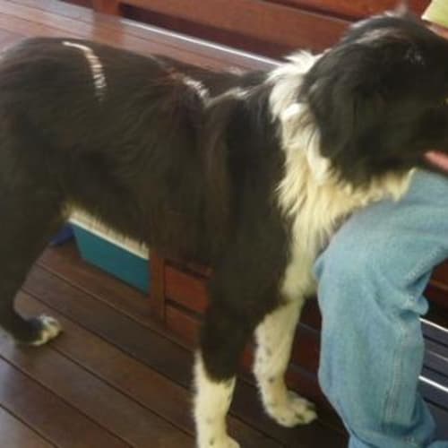 No photo for Imp # K51081