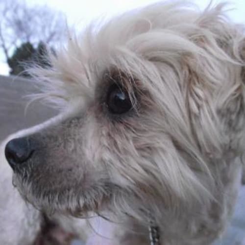 No photo for Brewster