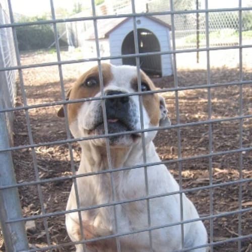 No photo for Cooper (Available After September 4th 2010)