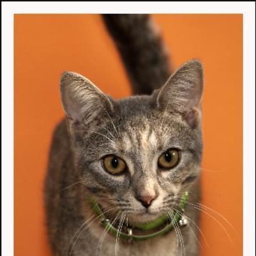 No photo for Squeakie