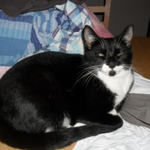 No photo for Sparkles