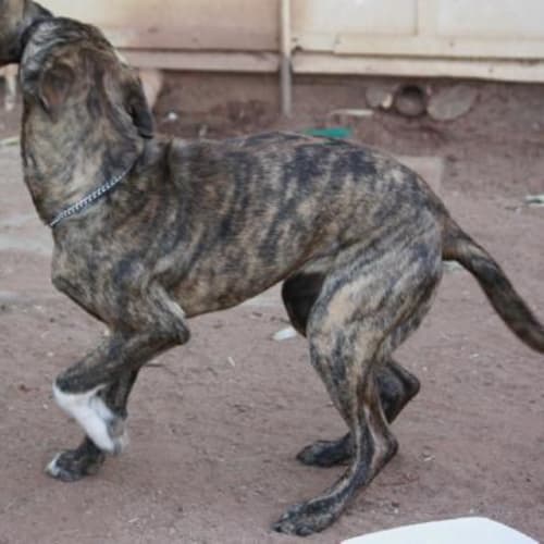 No photo for Liera Adoption Pending