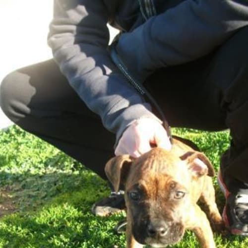 No photo for Sweetheart