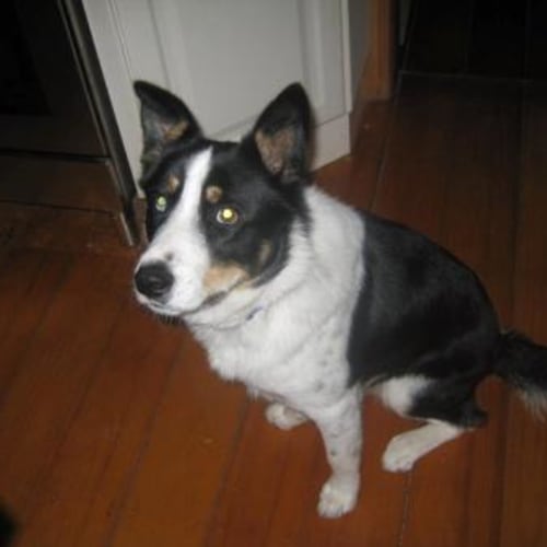 No photo for Whisper