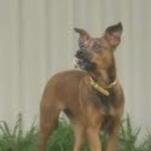 No photo for ** Adoption Pending ** Lori
