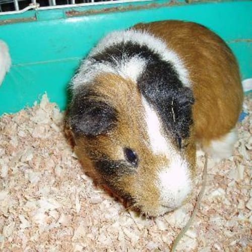 No photo for Alvin