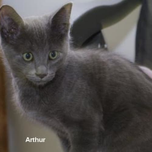 No photo for Arthur