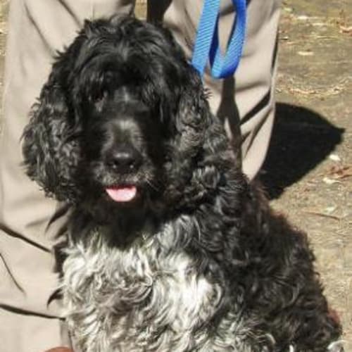No photo for Maxie Is Trying A New Home !!