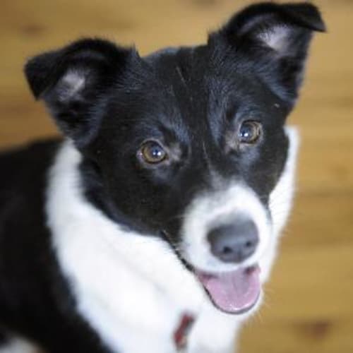 No photo for Sunshine   **Adopted**