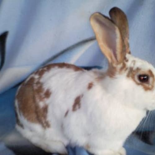 No photo for **Adoption Pending** Paris